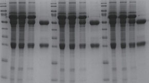 Simpson Biotech Protein G Resin
